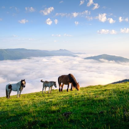 Pottoks, Pays Basque