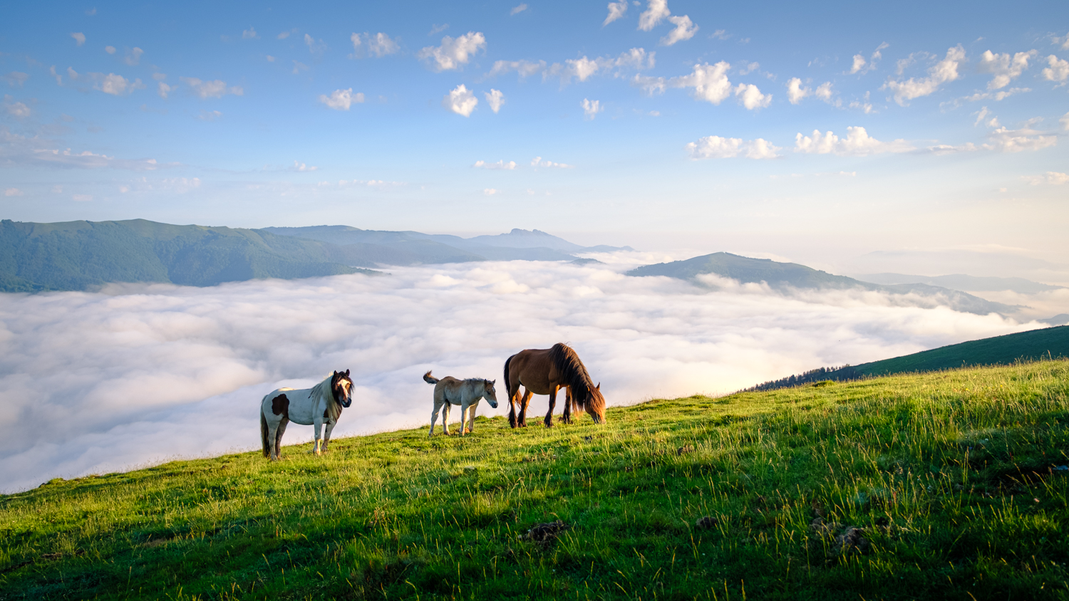 Pottoks, Pays Basque