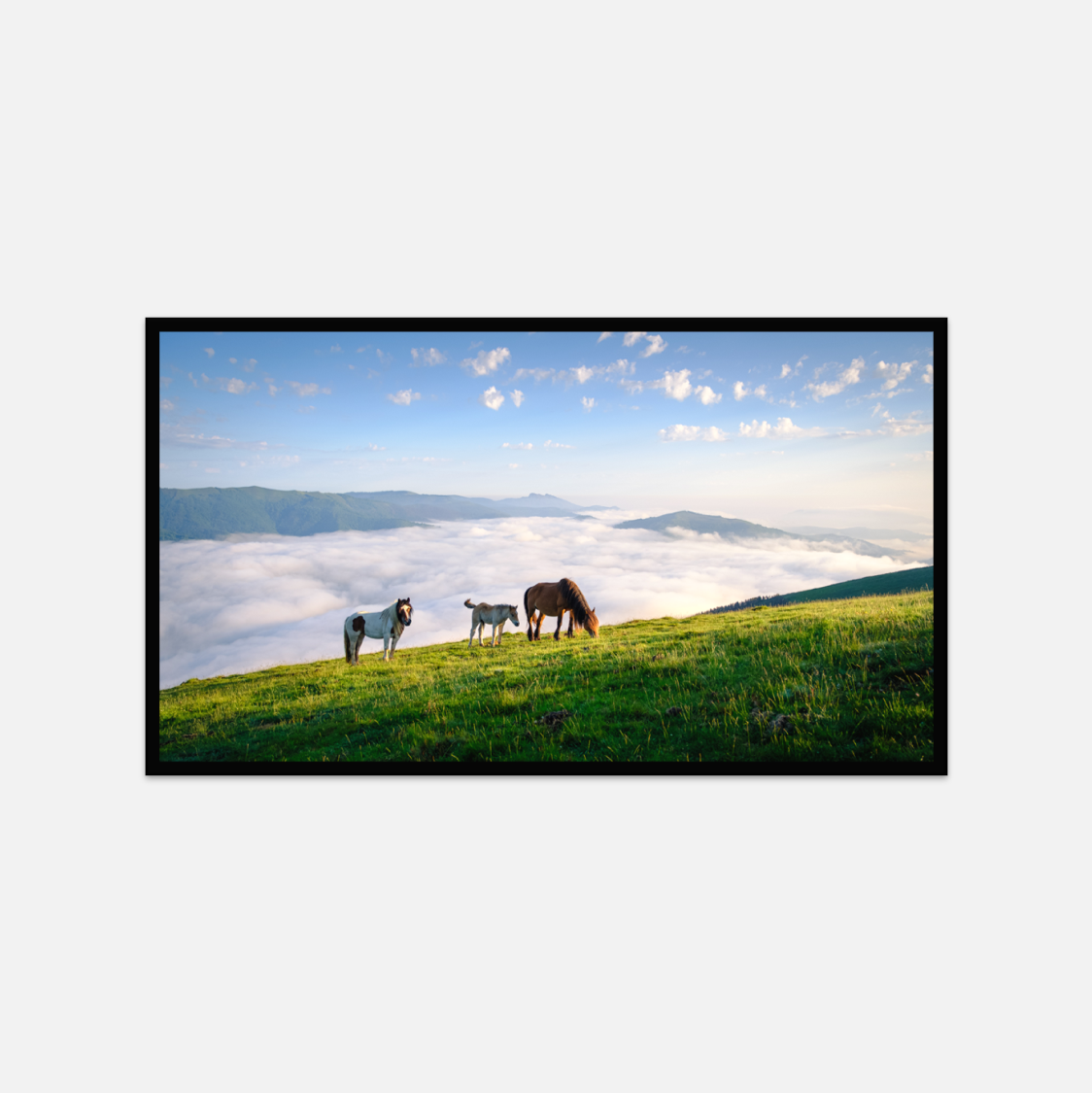 Pottoks, Pays Basque – Image 3